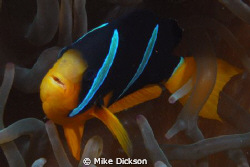 Will somebody believe me NOW when I say that clownfish ha... by Mike Dickson 